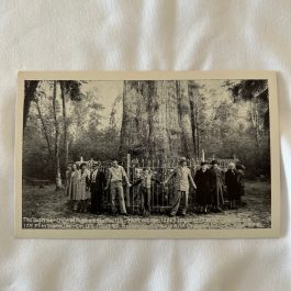 RPPC RPPC The Big Tree – Oldest Cypress Tree In The US – Orlando, FL Postcard