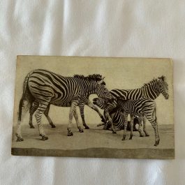 Transvaal Zebra, Field Museum Of Natural History, Chicago, IL Postcard – Used